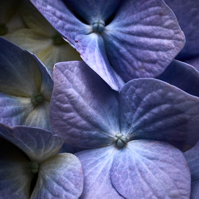 hydrangea