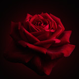 Flower, Rose, Wales