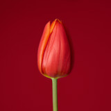 Tulip, Tregath, Wales