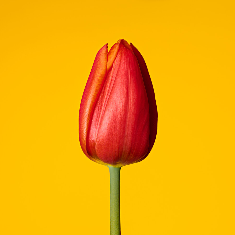 Tulip