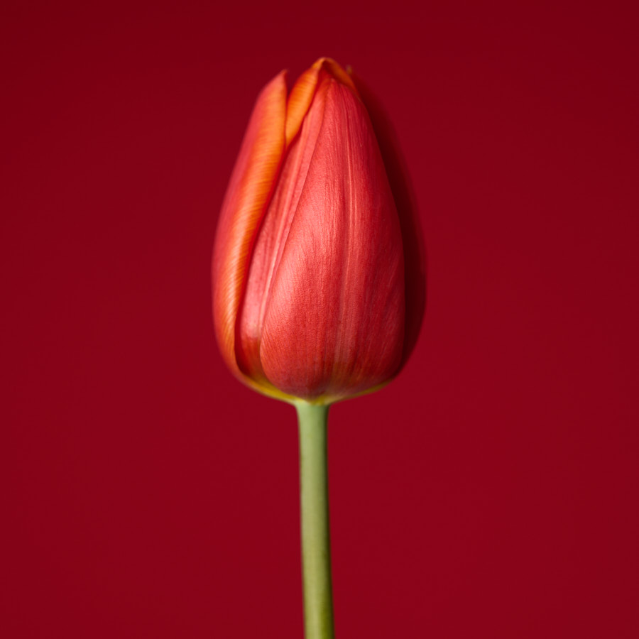Tulip