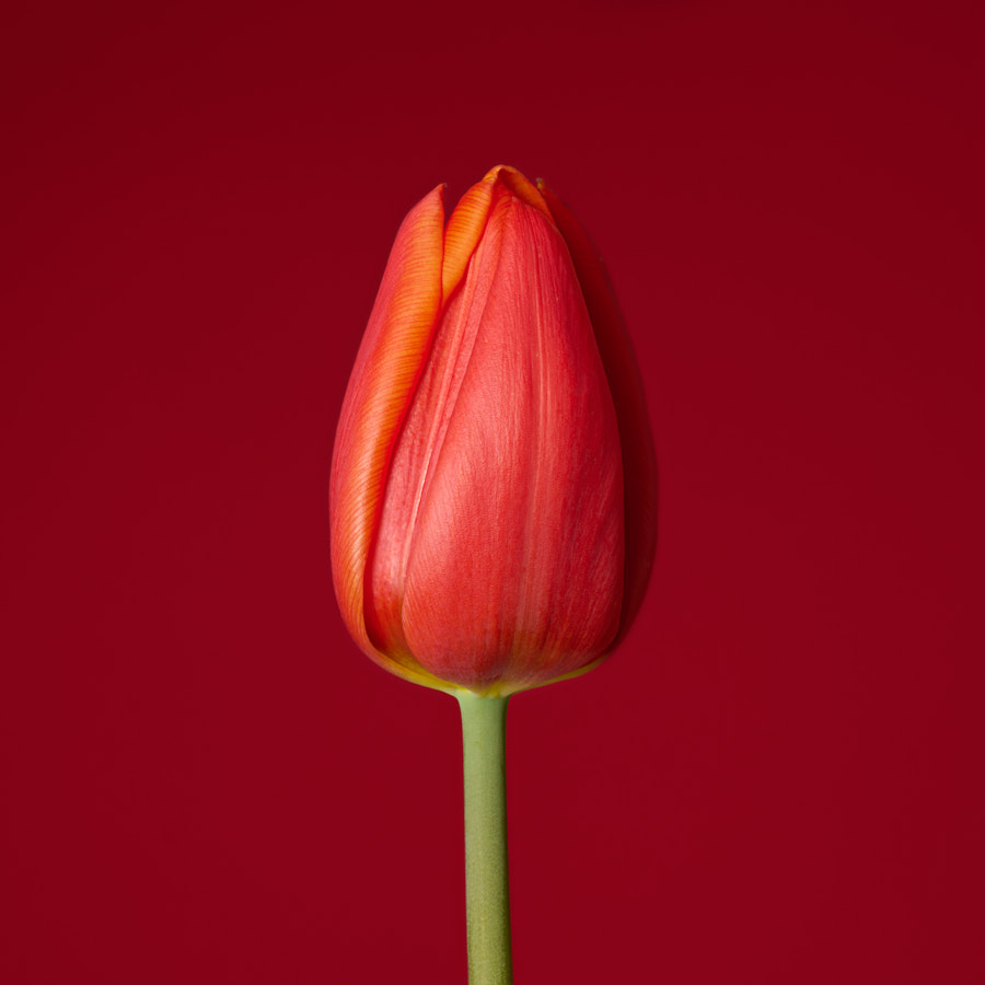 Tulip