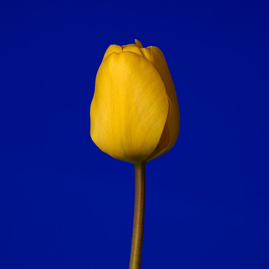Tulip